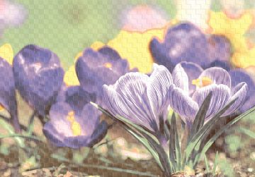 Вставка Виола D1